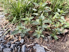 Acalypha