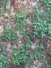 Nectriaceae