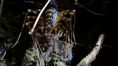Scutigeromorpha
