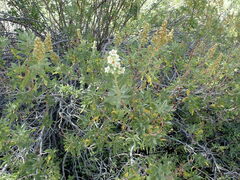 Chamaebatiaria millefolium