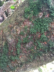 Nectriaceae