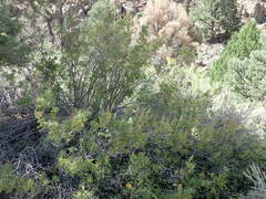 Chamaebatiaria millefolium