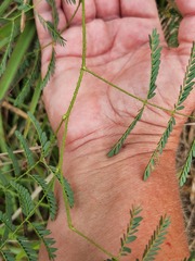 Mimosa nuttallii