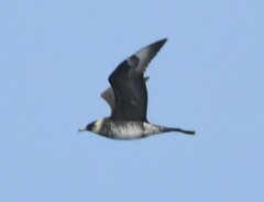 Stercorarius pomarinus