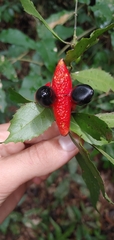 Ochna serrulata
