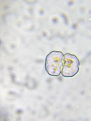 Euastrum insulare