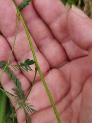 Mimosa nuttallii