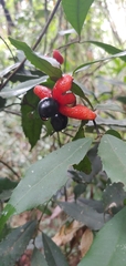 Ochna serrulata