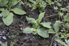 Plantago
