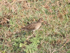 Gallinago stenura