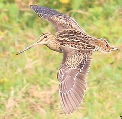 Gallinago stenura