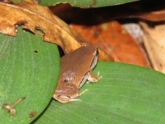 Hamptophryne boliviana