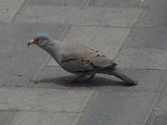 Columbina cruziana