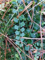Asplenium flabellifolium