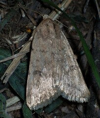 Caradrina montana