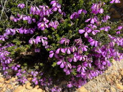 Tetratheca confertifolia