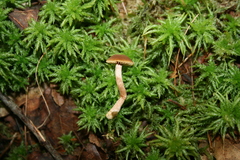 Galerina paludosa