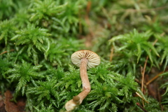 Galerina paludosa