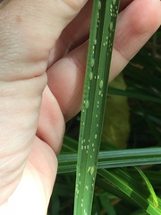 Thripsaphis foxtonensis