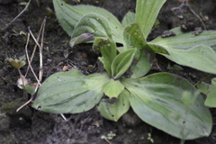 Plantago