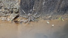 Dolomedes mizhoanus