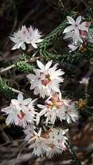 Calytrix alpestris