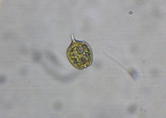 Phacus monilatus
