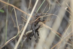 Acantherus piperatus