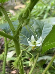Solanum capsicoides