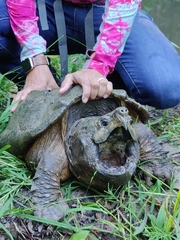 Macrochelys temminckii