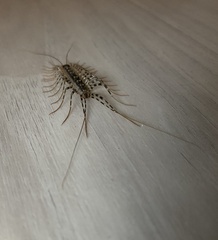 Thereuonema tuberculata