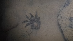 Cryptothele sundaica