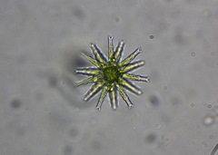 Staurastrum arctiscon