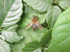 Helophilus eristaloidea