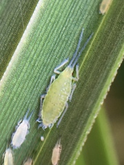 Thripsaphis foxtonensis