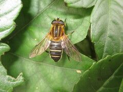 Helophilus eristaloidea