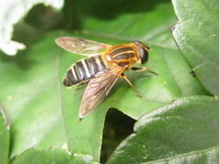 Helophilus eristaloidea