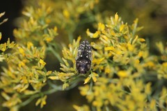 Acmaeodera rubronotata
