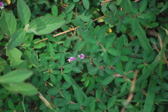 Lespedeza texana