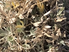 Astragalus gilviflorus