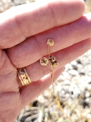 Linum lewisii