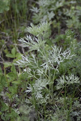 Artemisia sieversiana