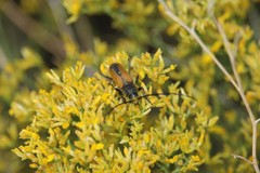 Crossidius pulchellus