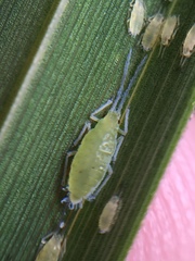 Thripsaphis foxtonensis