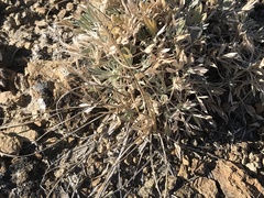 Astragalus gilviflorus