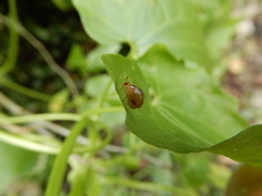 Celyphus difficilis