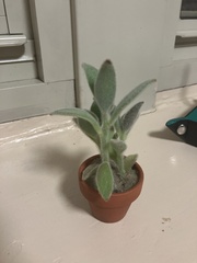 Kalanchoe tomentosa