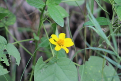 Sclerocarpus uniserialis