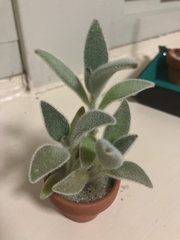 Kalanchoe tomentosa