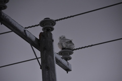Bubo scandiacus